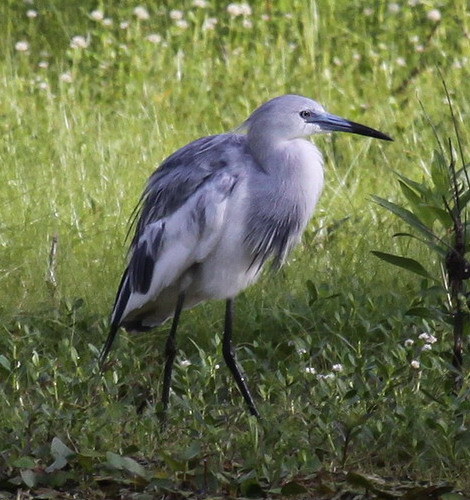 Little Blue Herons